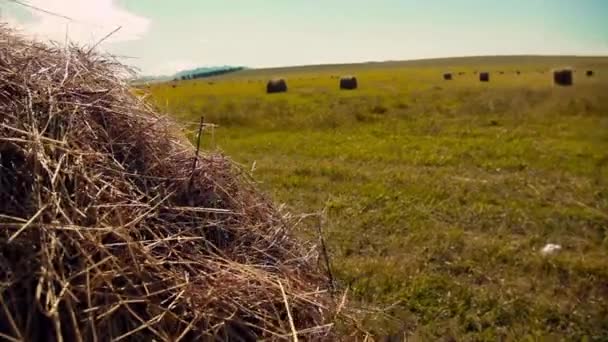 Dorpsleven Hooi Oogsten Voor Winter Diervoeders Hooischijven Het Veld — Stockvideo