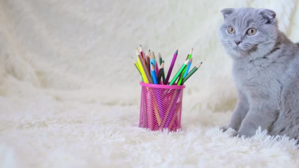 Μια Σκωτσέζικη Γάτα Τσιμπάει Χρωματιστά Μολύβια Ένα Ζώο Λευκό Φόντο — Αρχείο Βίντεο