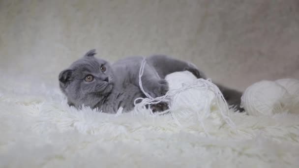 Gato Escocês Lop Eared Brinca Com Bolas Fio Animal Num — Vídeo de Stock