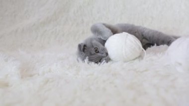 Sarkık kulaklı bir İskoç kedisi iplik yumağıyla oynar. Beyaz arka planda bir hayvan. Evcil hayvanlar için eğlence