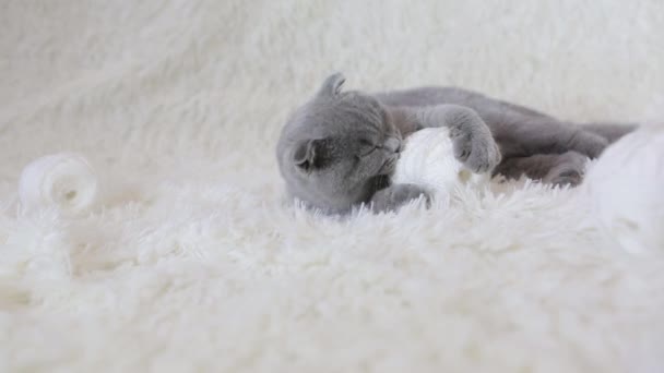 Szkocki Kot Uszach Lop Bawi Się Kulkami Przędzy Zwierzę Białym — Wideo stockowe