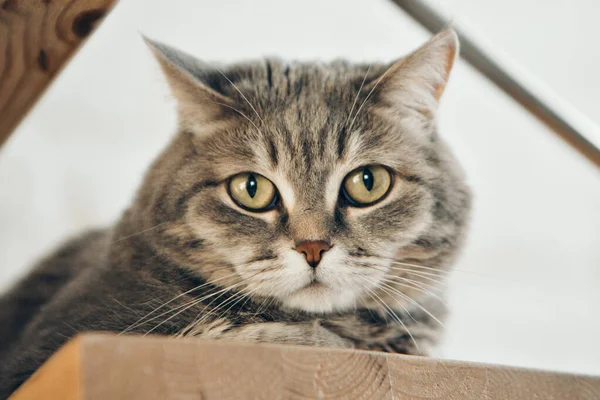 Gato Sentado Cara Animal Close — Fotografia de Stock