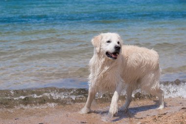 Denizde yüzen bir Labrador. Köpek suyun içinde oyun oynuyor. ıslak kürk