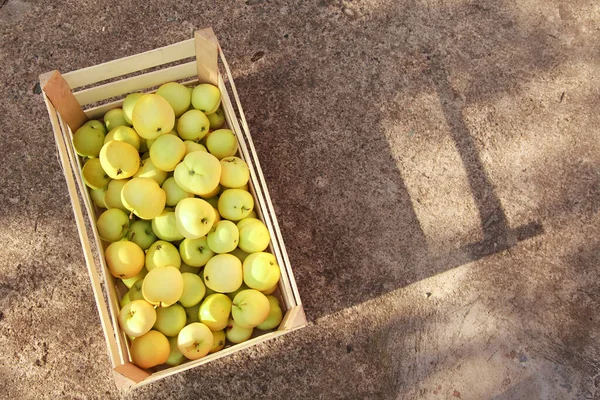 Cosecha Manzanas Blancas Una Caja Madera Productos Listos Para Exportación — Foto de Stock