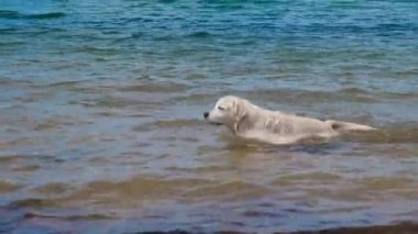 Denizde yüzen bir Labrador. Köpek suyun içinde oyun oynuyor. ıslak kürk