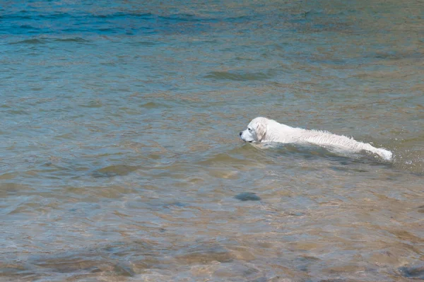 Denizde Yüzen Bir Labrador Köpek Suyun Içinde Oyun Oynuyor Islak — Stok fotoğraf