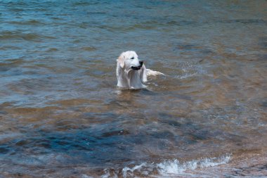 Denizde yüzen bir Labrador. Köpek suyun içinde oyun oynuyor. ıslak kürk