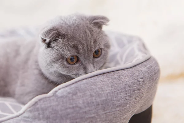 Gato Escocés Orejudo Descansa Canasta Animal Sobre Fondo Blanco Entretenimiento —  Fotos de Stock