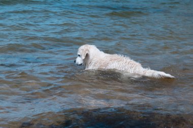 Denizde yüzen bir Labrador. Köpek suyun içinde oyun oynuyor. ıslak kürk