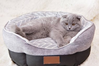 Sarkık kulaklı bir İskoç kedisi sepetinde dinleniyor. Beyaz arka planda bir hayvan. eğlence için