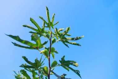 Olgun incirler. Sulu meyveler. Ağaçtan taze meyve.