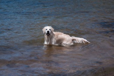 Denizde yüzen bir Labrador. Köpek suyun içinde oyun oynuyor. ıslak kürk