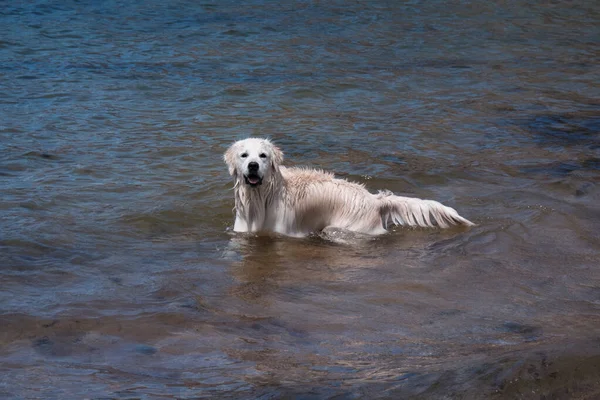 Denizde yüzen bir Labrador. Köpek suyun içinde oyun oynuyor. ıslak kürk