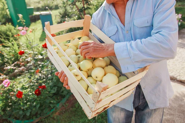 Raccolta: mele bianche in una scatola di legno. prodotti pronti per l'esportazione. importazione di merci stagionali. Un uomo anziano tiene una scatola. Il giardiniere gode dei frutti del suo lavoro — Foto Stock