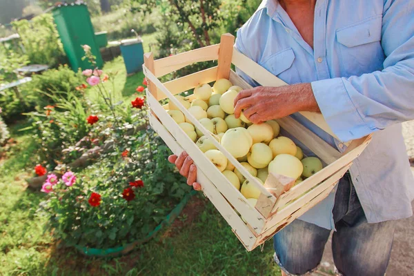 Raccolta: mele bianche in una scatola di legno. prodotti pronti per l'esportazione. importazione di merci stagionali. Un uomo anziano tiene una scatola. Il giardiniere gode dei frutti del suo lavoro — Foto Stock