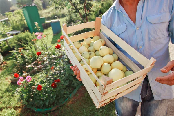 Raccolta: mele bianche in una scatola di legno. prodotti pronti per l'esportazione. importazione di merci stagionali. Un uomo anziano tiene una scatola. Il giardiniere gode dei frutti del suo lavoro — Foto Stock