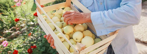 Raccolta: mele bianche in una scatola di legno. prodotti pronti per l'esportazione. importazione di merci stagionali. Un uomo anziano tiene una scatola. Il giardiniere gode dei frutti del suo lavoro — Foto Stock