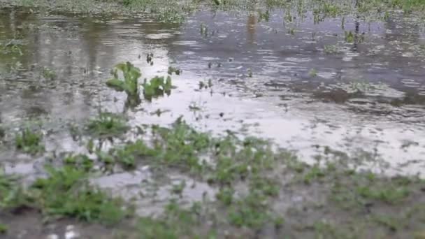 Précipitations dépassant la norme de précipitation. Inondation de la zone le jour de pluie. gouttes de pluie gros plan — Video