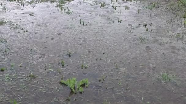 A csapadék meghaladja a csapadék normáját. A terület elárasztása esős napokon. esőcseppek közelről — Stock videók