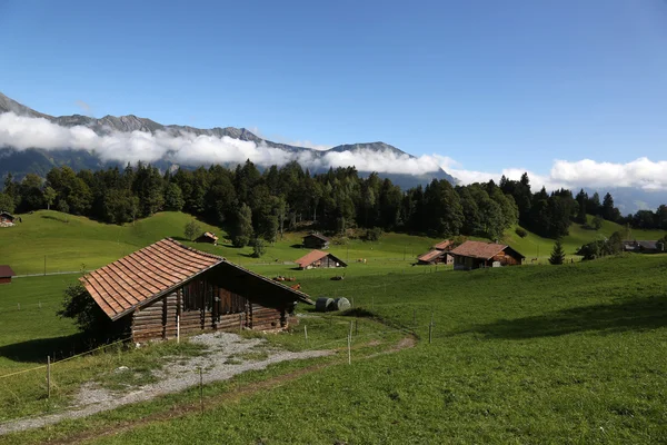 Стабільні, в Альпах в Бернський Oberland, Швейцарія — стокове фото