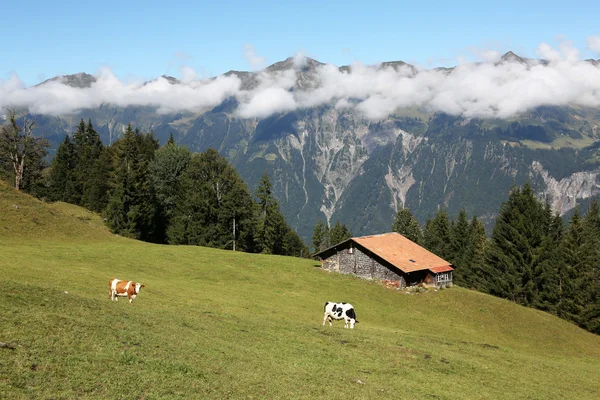 Zagroda z dwóch krów w Alpach, w Oberlandzie Berneńskim, Szwajcaria — Zdjęcie stockowe