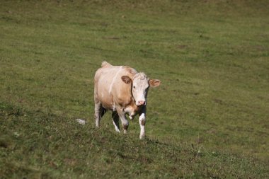 Simmental cow in Switzerland clipart