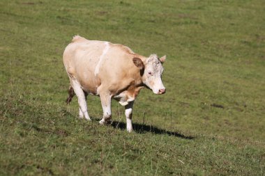 Simmental cow in Switzerland clipart