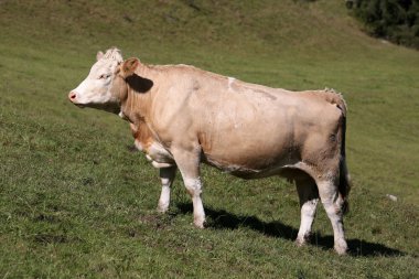 İsviçre Simmental inek