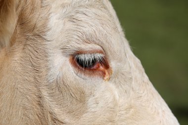 Eye of a Simmental cow in Switzerland clipart