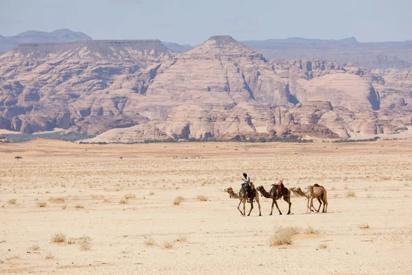 Ula Arabia Saudita Febrero 2020 Beduino Monta Sus Camellos Por — Foto de Stock