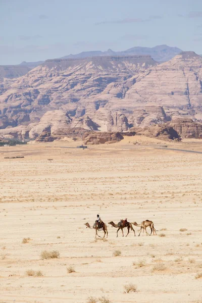 Ula Saúdská Arábie Února 2020 Beduín Projíždí Velbloudech Pouští Poblíž — Stock fotografie
