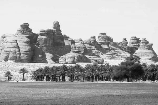Пейзаж Рядом Аль Улой Саудовская Аравия Пальмами — стоковое фото
