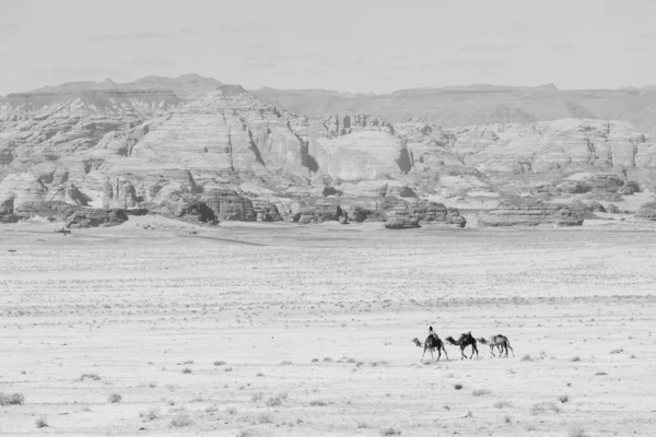 Ula Saudiarabien Februari 2020 Beduin Rider Sina Kameler Genom Öknen Stockfoto