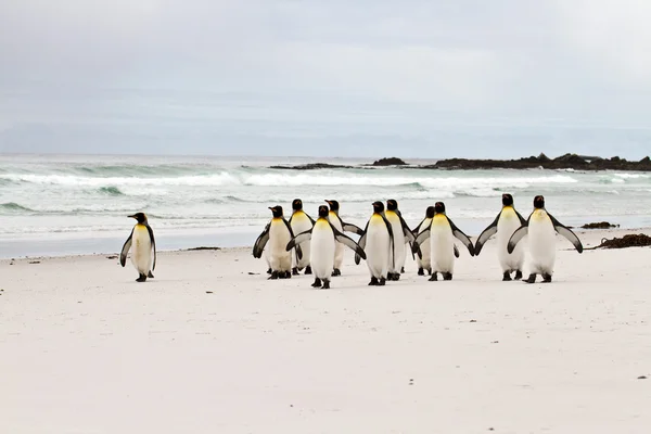 Pingüinos rey caminando por la playa —  Fotos de Stock