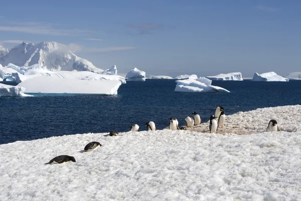 Antarctica, Cuverville Island — Stock Photo, Image