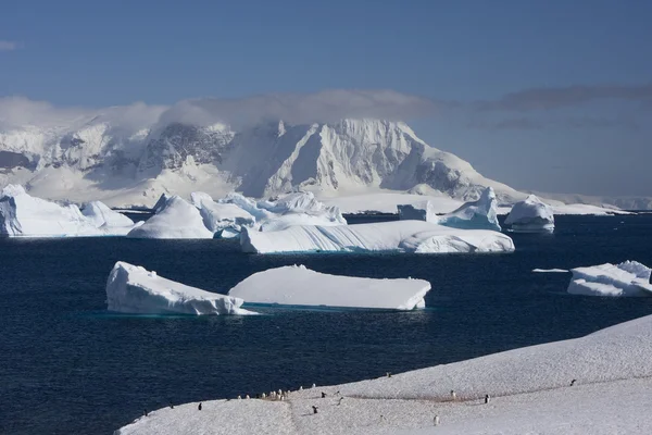 Antártida, Isla de Cuverville — Foto de Stock