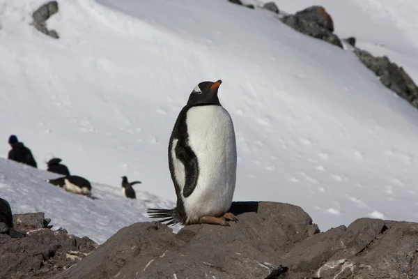 Pingwin białobrewy, Antarktyda — Zdjęcie stockowe