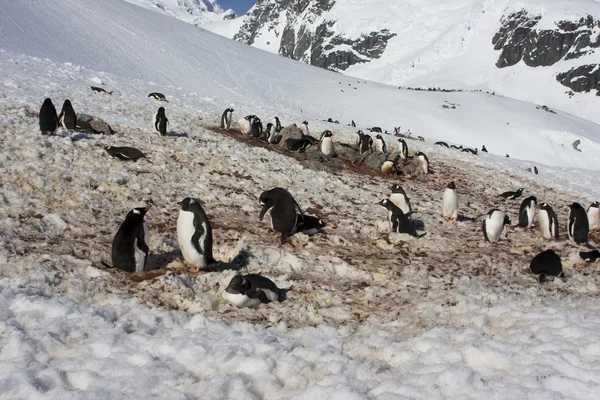 Gentoo pingvinkoloni, Antarktis — Stockfoto
