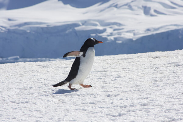 Gentoo Penguin, Antarctica