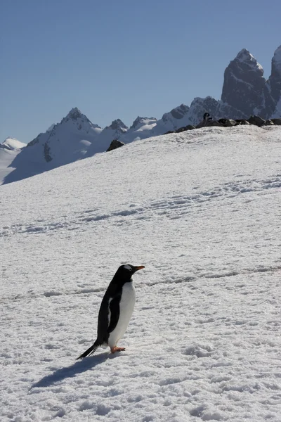 Gentoo pingvin, Antarktisz — Stock Fotó