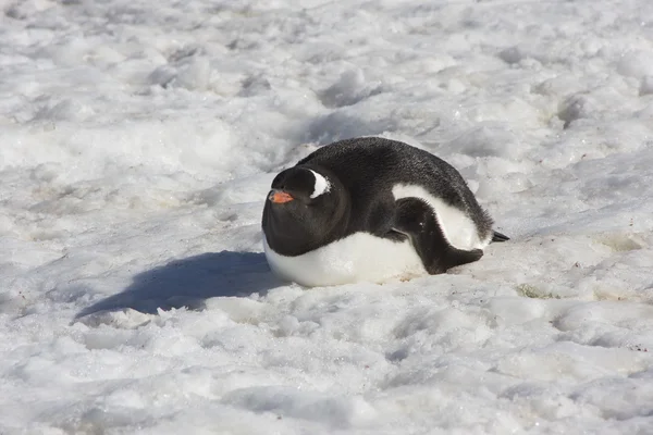 Gentoo pingvin, Antarktisz — Stock Fotó