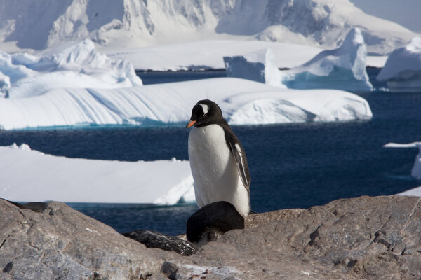 Gentoo Penguin, Antarctica