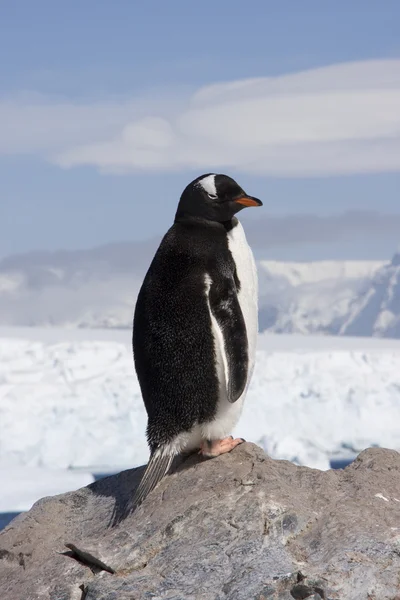 Ezelspinguïn, Antarctica — Stockfoto