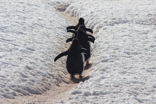 Gentoo пінгвін йти додому, Антарктида — стокове фото