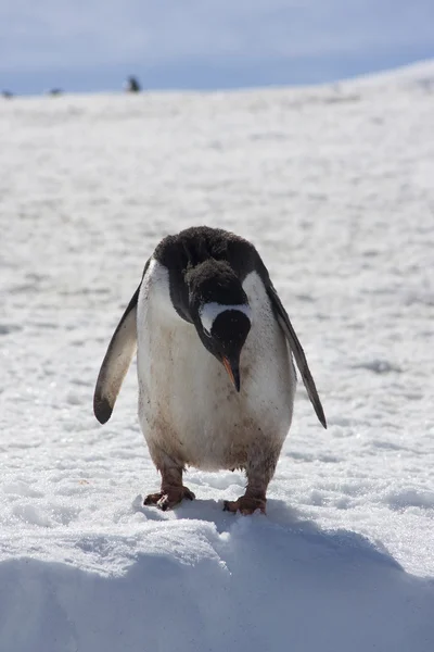 Gentoo pingvin, Antarktisz — Stock Fotó