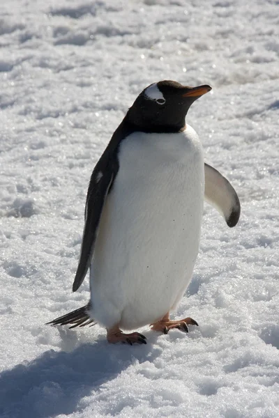 Gentoo Penguin, Antarktis — Stockfoto