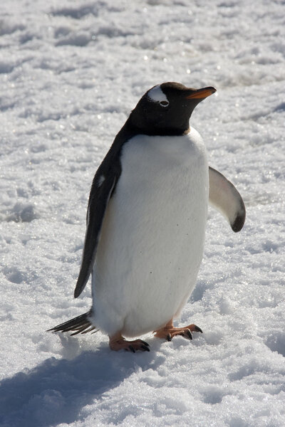 Gentoo Penguin, Antarctica