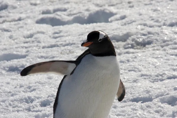 Gentoo пінгвін, Антарктида — стокове фото