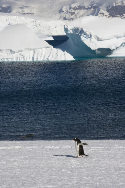 Gentoo Penguin, Antártida — Fotografia de Stock