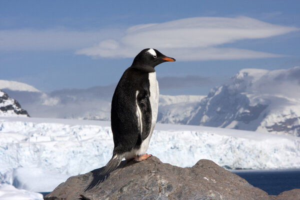 Gentoo Penguin, Antarctica
